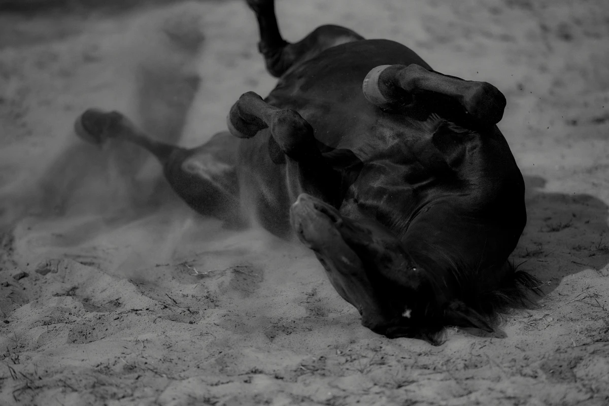 Lage – Pictures from Germany (2016–2026)