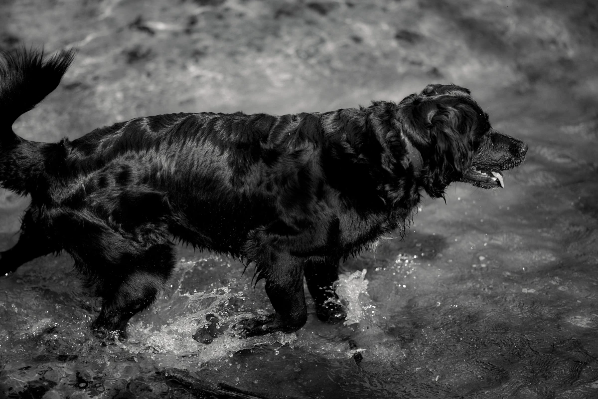 Lage – Pictures from Germany (2016–2026)