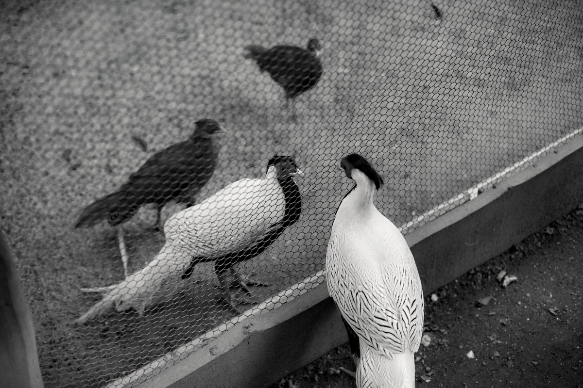 Lage – Pictures from Germany (2016–2026)